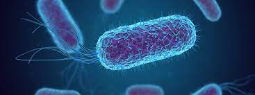 Infecções bacterianas são a segunda principal causa de mortes no mundo
