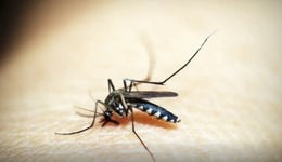 Santa Catarina alerta para aumento de casos de dengue e chikungunya