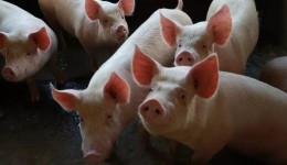SC é responsável por mais de 50% da carne suína exportada pelo Brasil no início de 2024