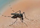 Vacinação contra a dengue fica estagnada em menos de 25% do público-alvo em SC