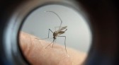 Mudança climática explica antecipação dos casos e mortes por dengue em SC
