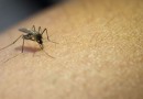 SC ultrapassa 100 mortes por dengue, mas vacinação chega a apenas 22% do público-alvo