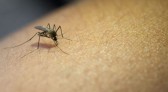 SC ultrapassa 100 mortes por dengue, mas vacinação chega a apenas 22% do público-alvo