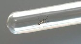 Cidade do Oeste catarinense confirma primeira morte por dengue em 2024