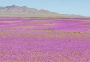 Como nascem as flores no Deserto do Atacama?